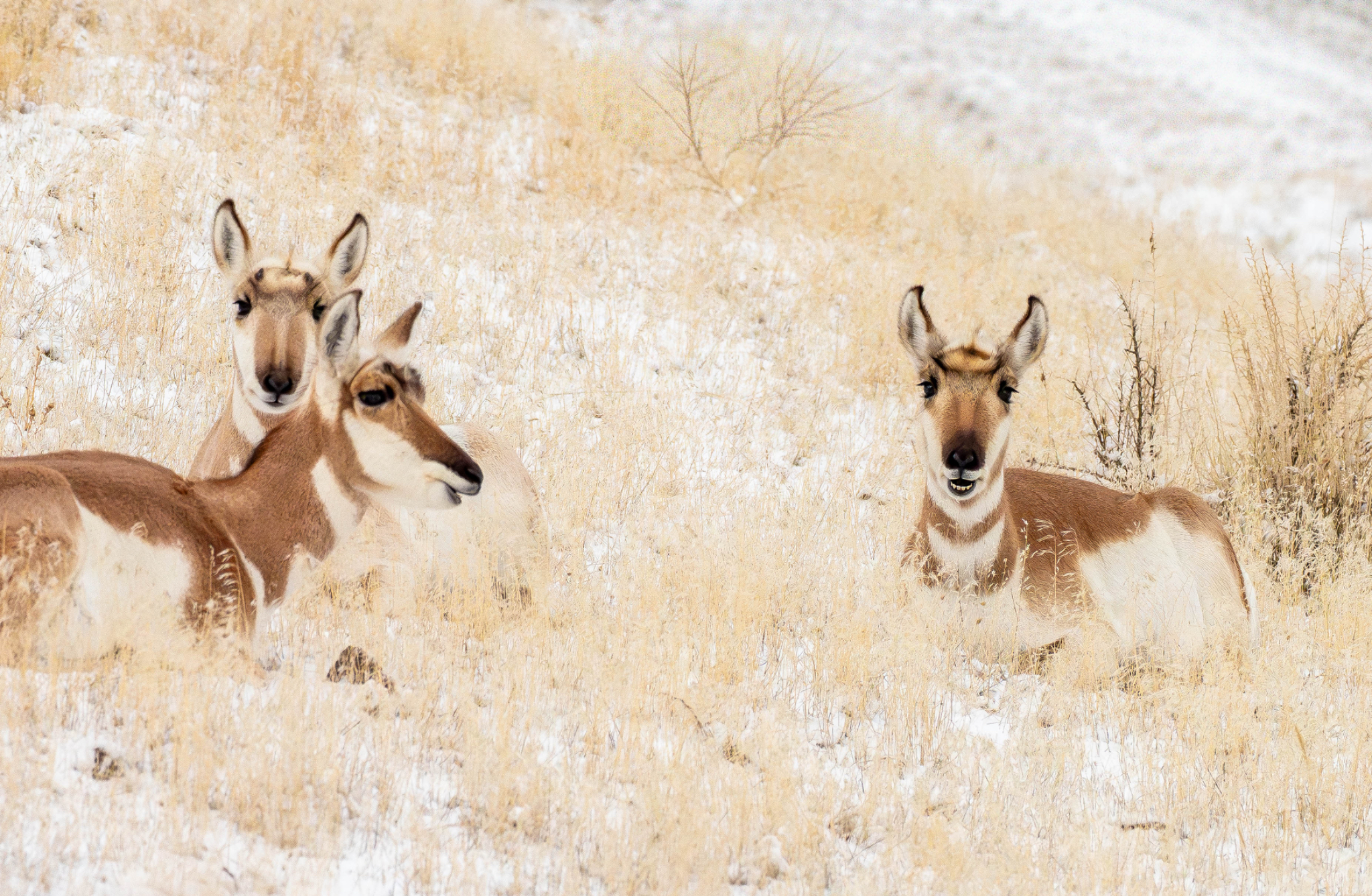 Pronghorn trio